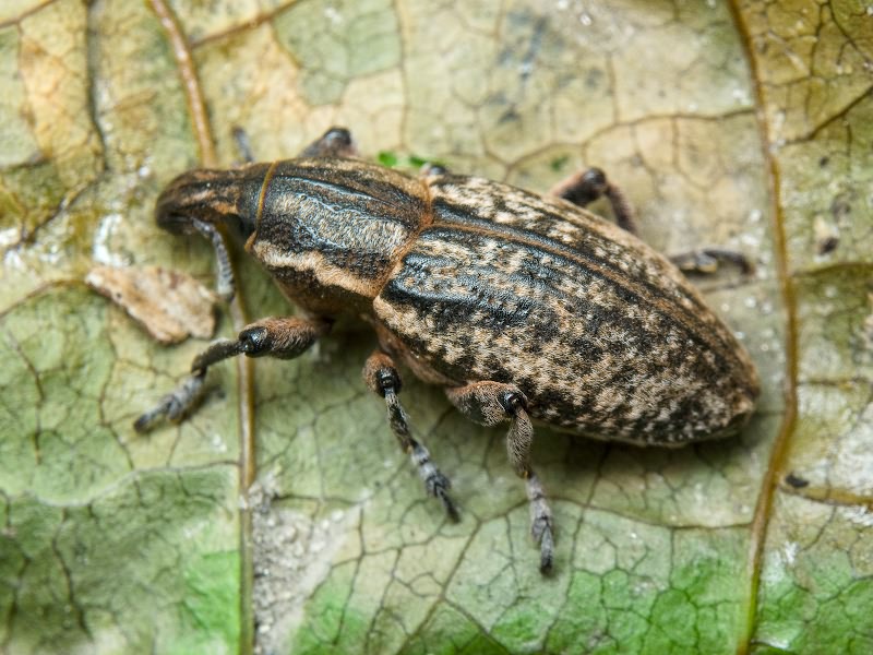 Pseudocleonus cinereus (Schrank, 1781)